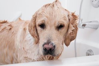 ¿Con qué jabón se puede bañar a los perros?
